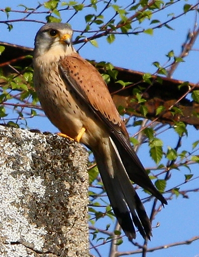Vogel des Jahres 2007 - Turmfalke