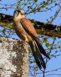Vogel des Jahres 2007 - Turmfalke