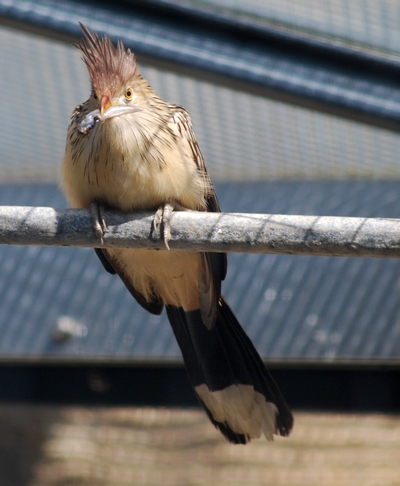 Vogel des Jahres 2008 - Kuckuck